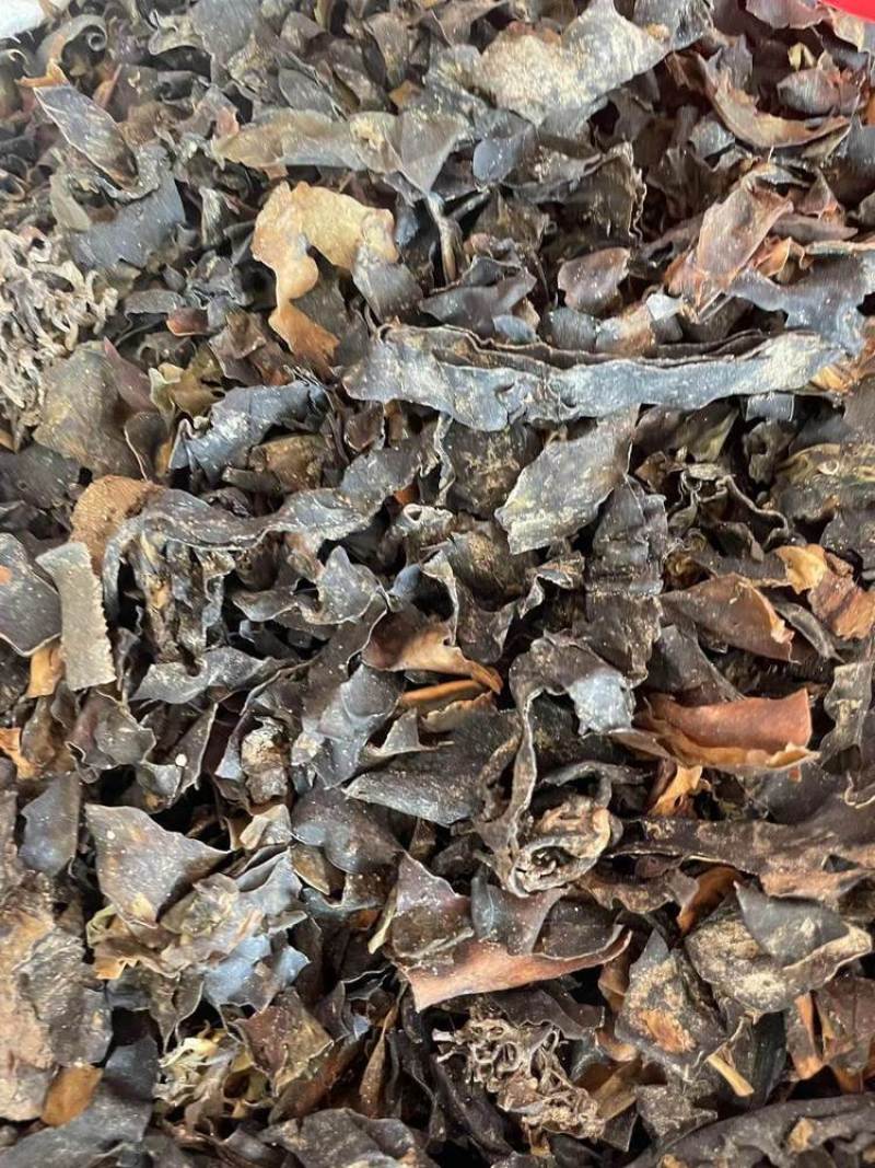 昆布水洗无杂当年新货无硫优质货源产地直销一手中药材