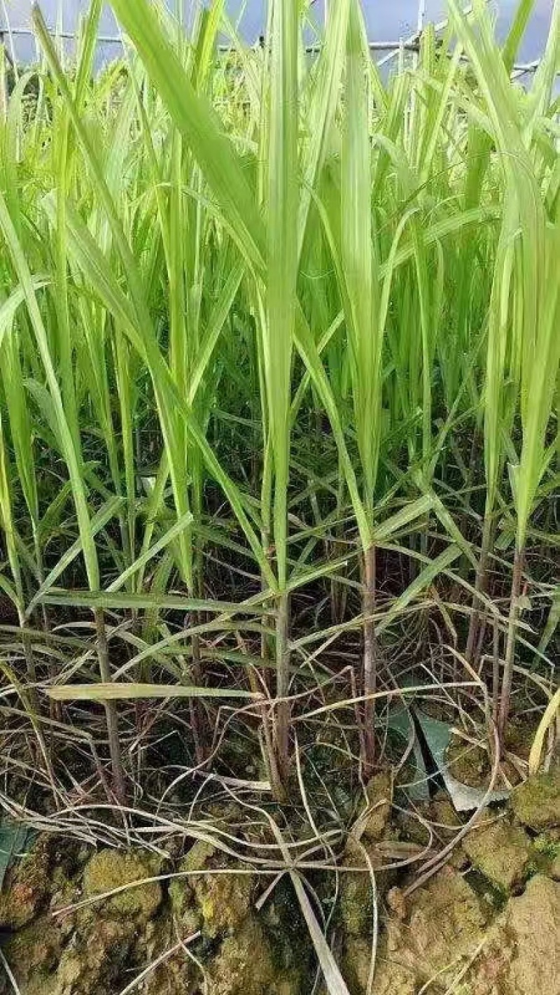 【热卖】商丘脱毒原种甘蔗苗基地供应量大质优价优欢迎电