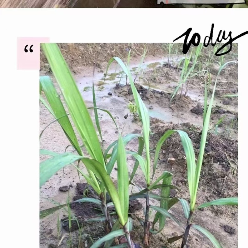 【热卖】商丘脱毒原种甘蔗苗基地供应量大质优价优欢迎电