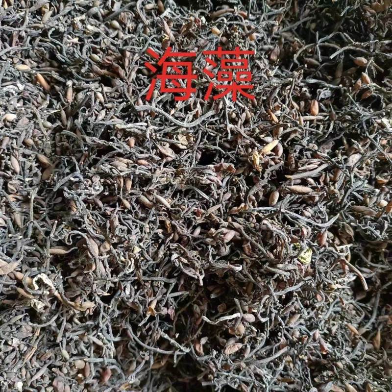 海藻小叶海藻水洗无杂质产地直销一手货源批发各种中药材