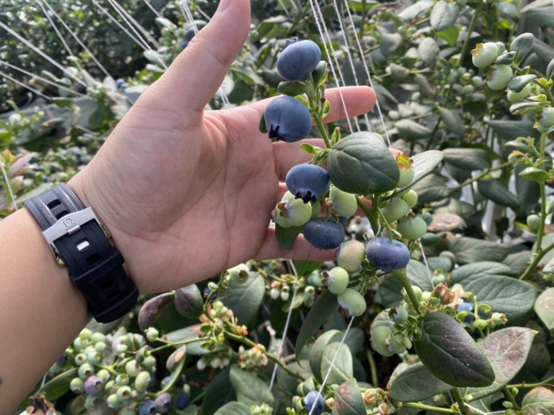 云南蓝莓需要的来谈各个品种都有