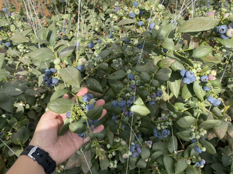 云南蓝莓需要的来谈各个品种都有