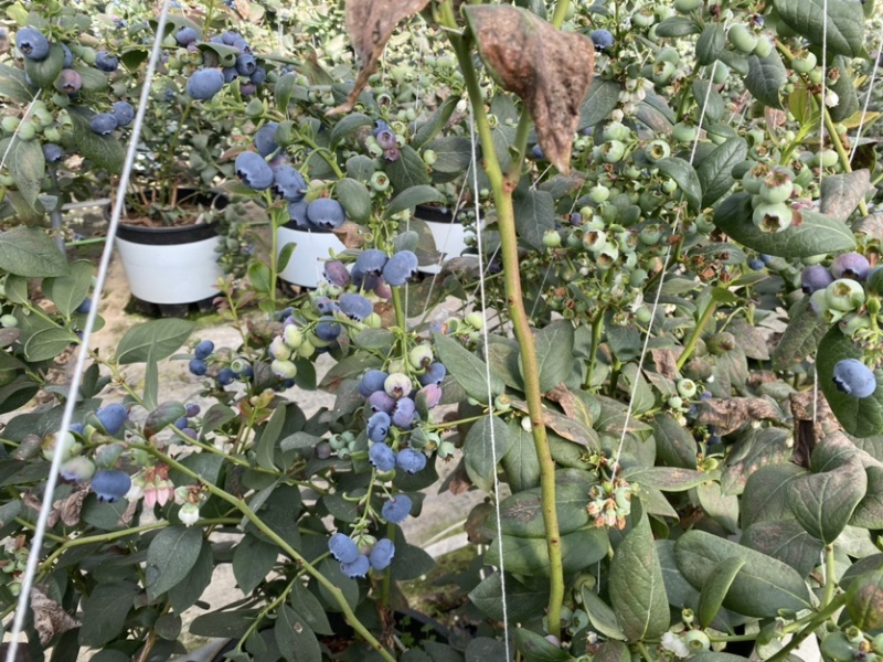 云南蓝莓需要的来谈各个品种都有