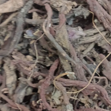 紫草滇紫草