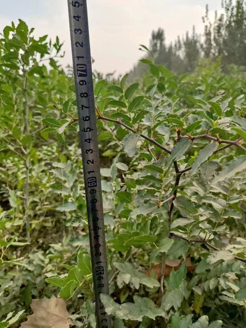 山东冬枣树苗酸枣品种纯正保证成活率50-80公分左右