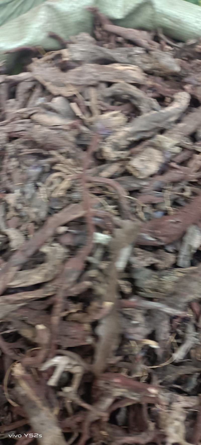 紫草滇紫草