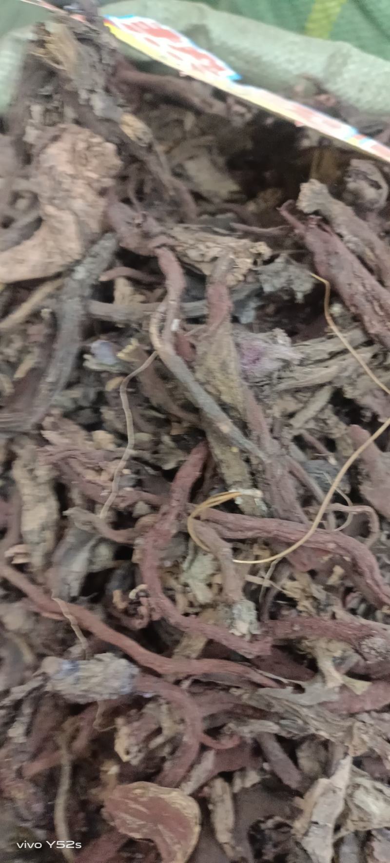 紫草滇紫草