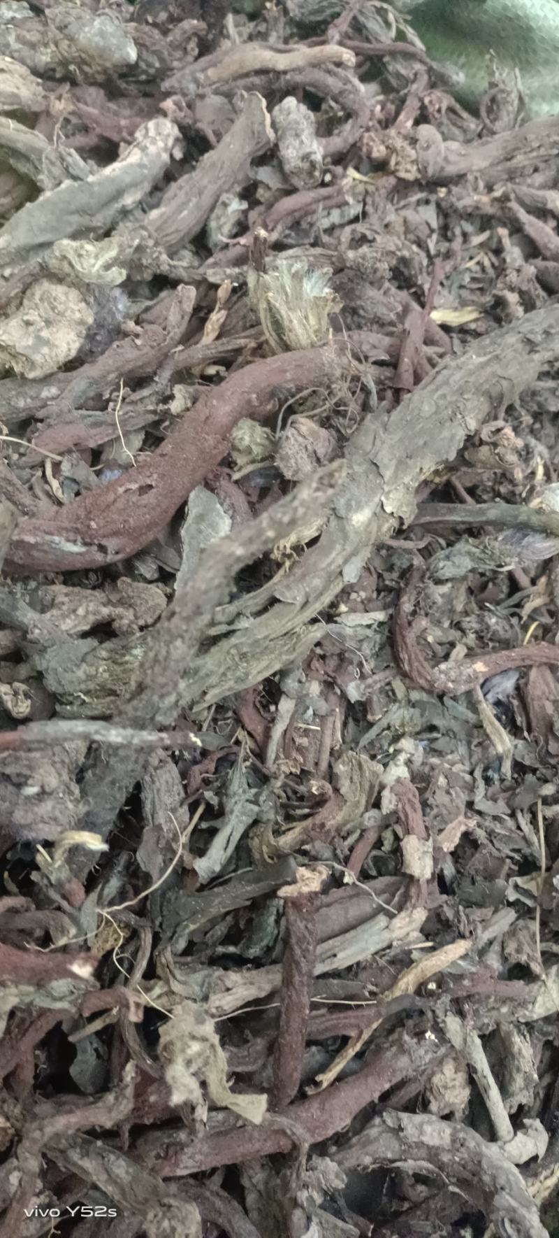 紫草滇紫草