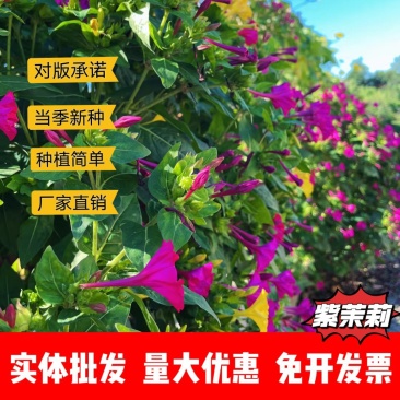 紫茉莉