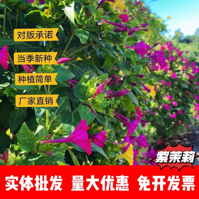 紫茉莉