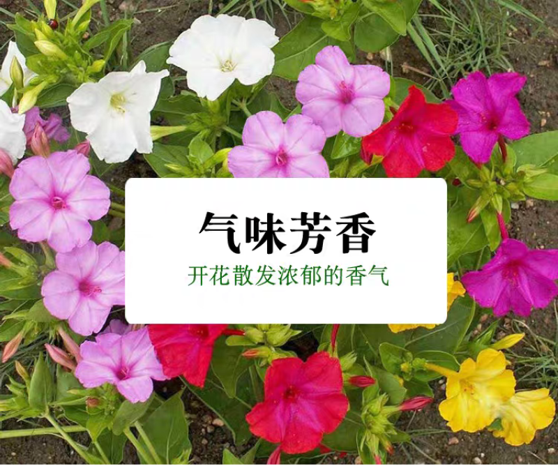 紫茉莉