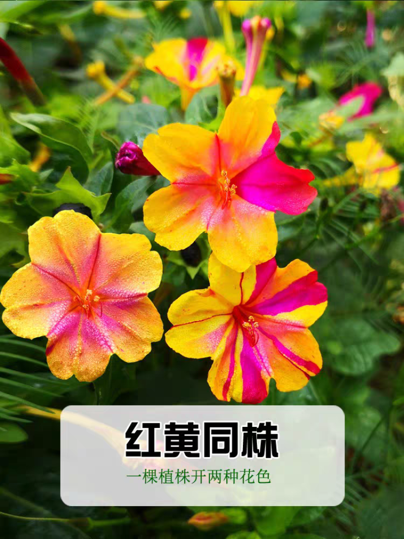 紫茉莉