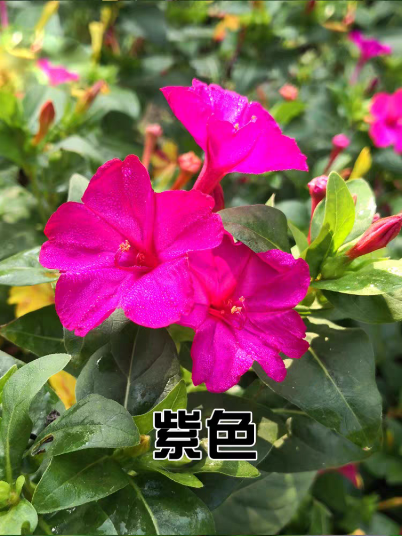 紫茉莉