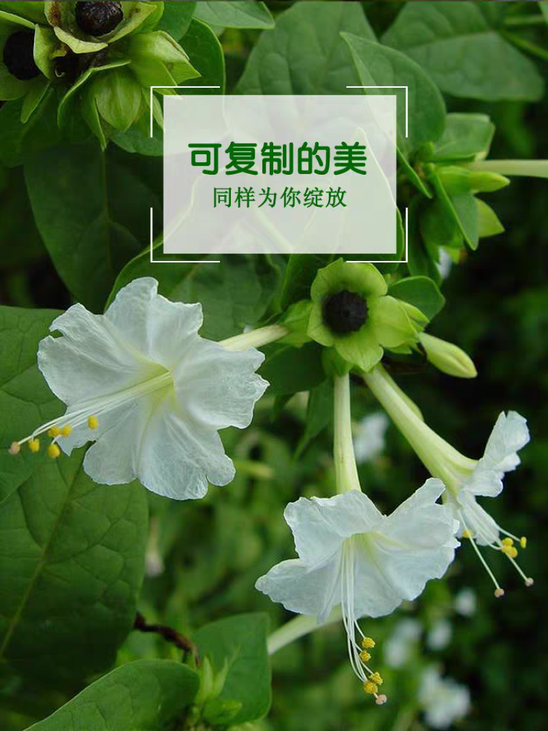 紫茉莉