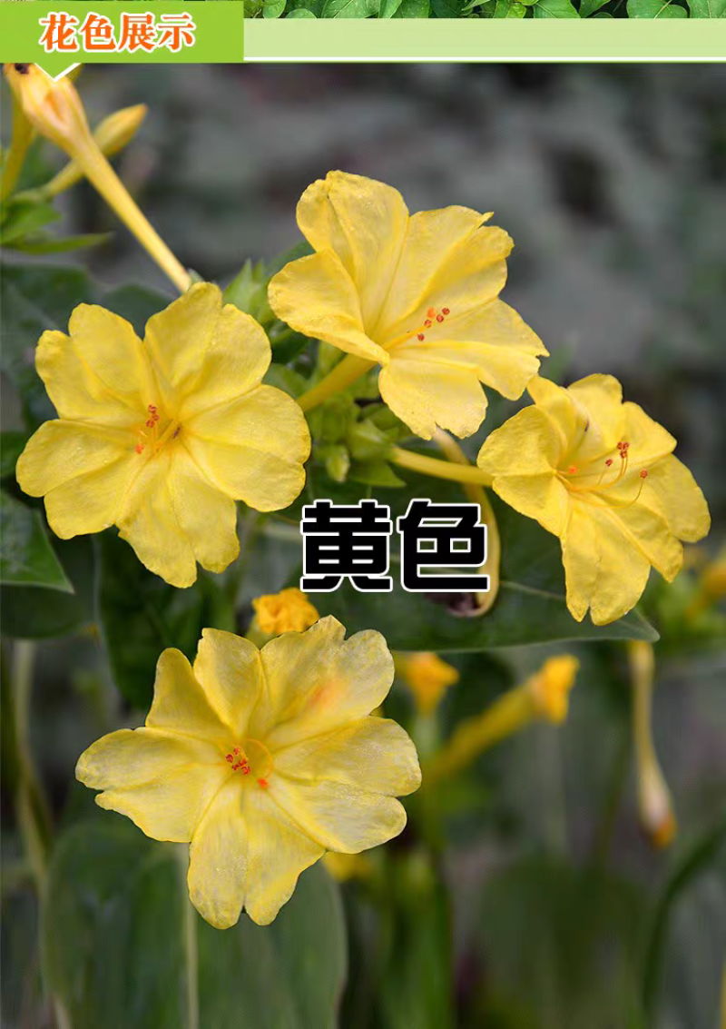 紫茉莉