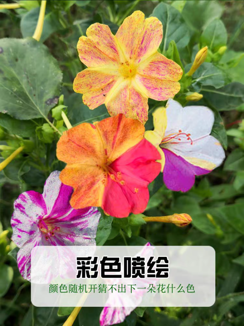 紫茉莉