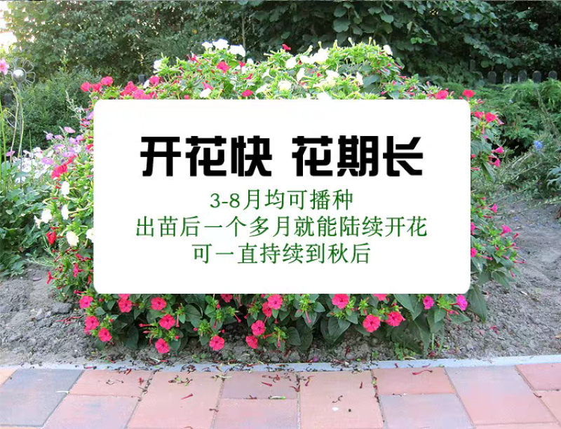紫茉莉