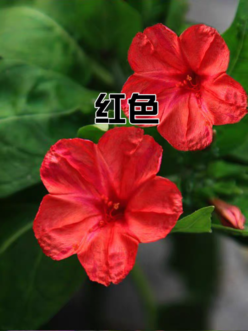 紫茉莉