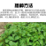 紫茉莉
