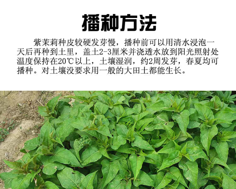 紫茉莉