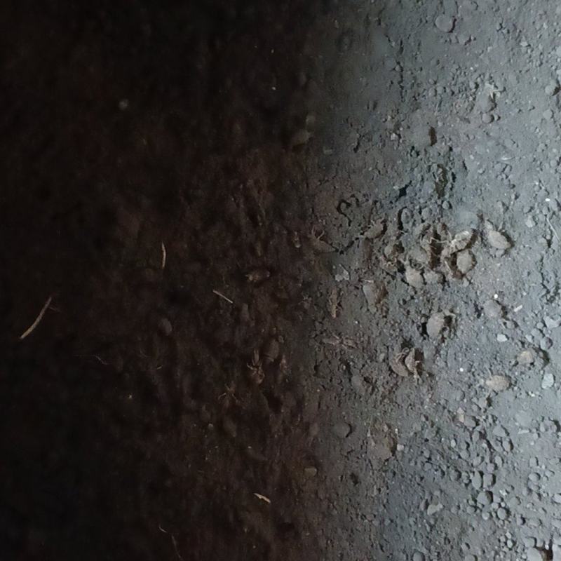 野生的金沙牛