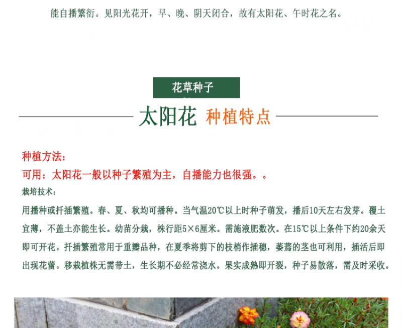 太阳花种子厂家货源批发价格全国发货价格便宜欢迎下单咨询