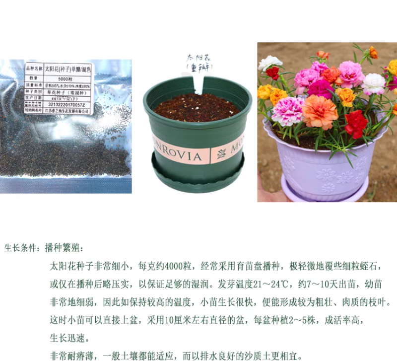 太阳花种子厂家货源批发价格全国发货价格便宜欢迎下单咨询
