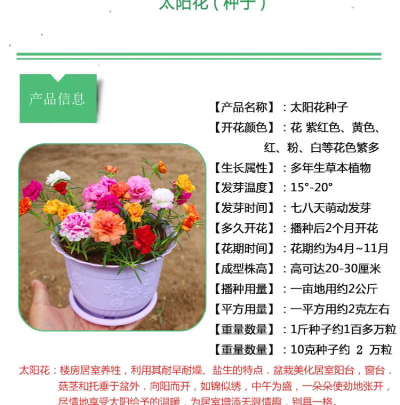 太阳花种子厂家货源批发价格全国发货价格便宜欢迎下单咨询