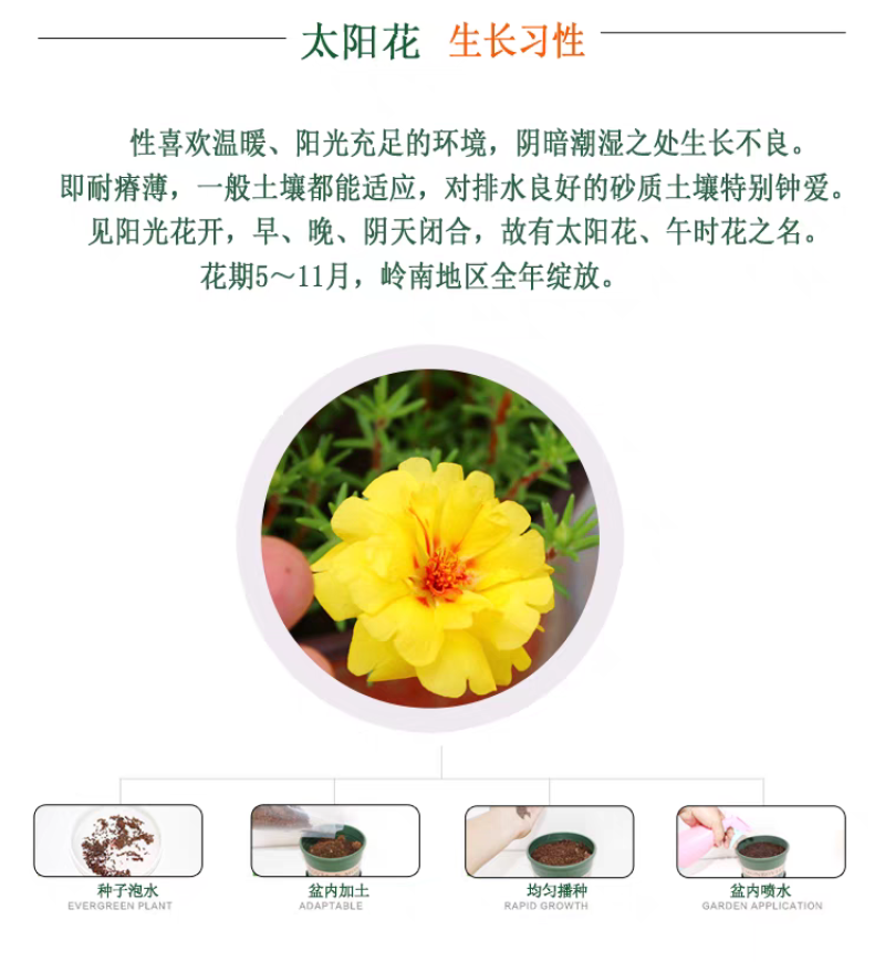太阳花种子厂家货源批发价格全国发货价格便宜欢迎下单咨询