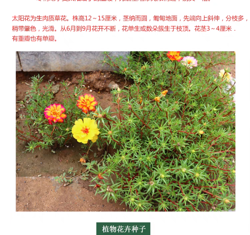 太阳花种子厂家货源批发价格全国发货价格便宜欢迎下单咨询