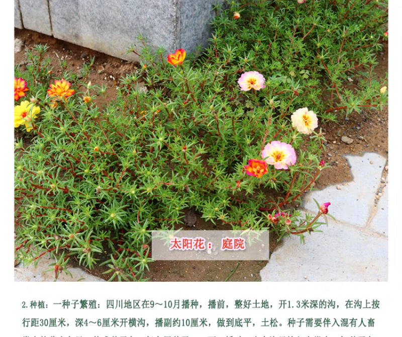 太阳花种子厂家货源批发价格全国发货价格便宜欢迎下单咨询