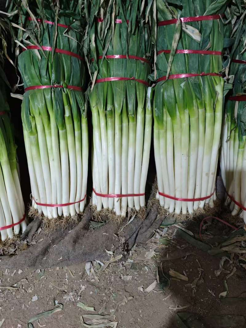 大葱，铁杆大葱现挖现发，大葱基地全国可发货，欢迎电话沟通