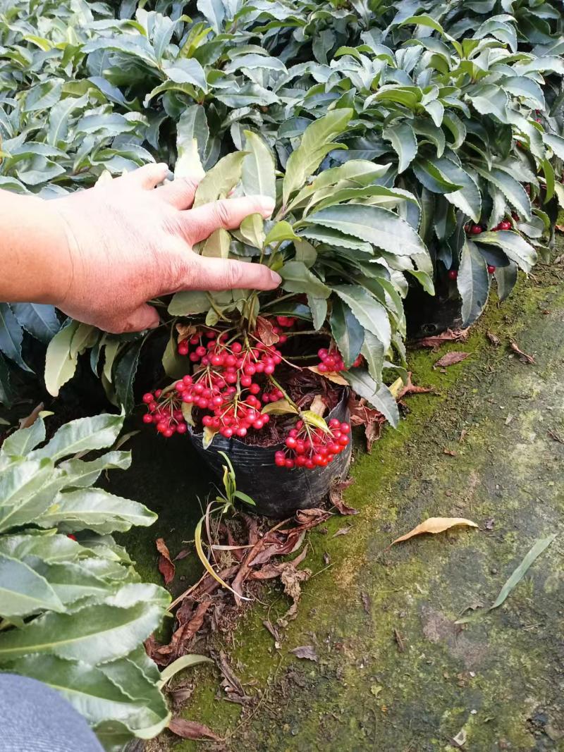 广东富贵籽基地直发常年供应可视频看货提供技术