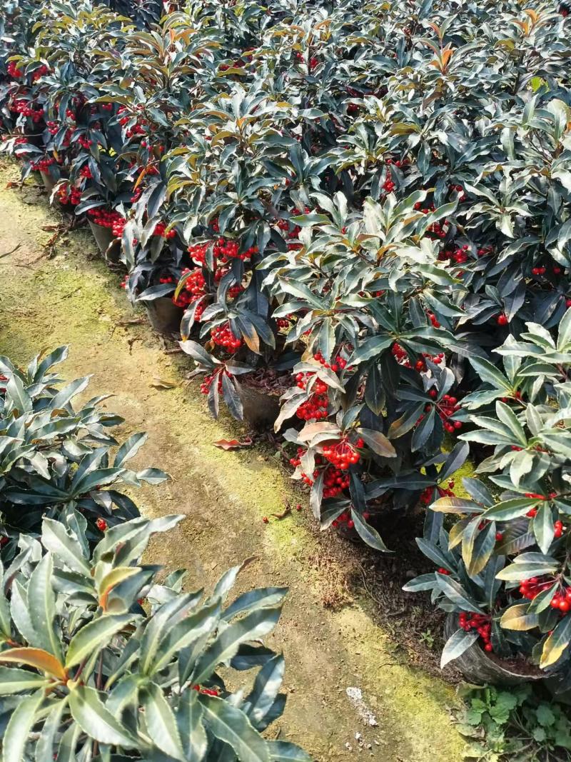 广东富贵籽基地直发常年供应可视频看货提供技术