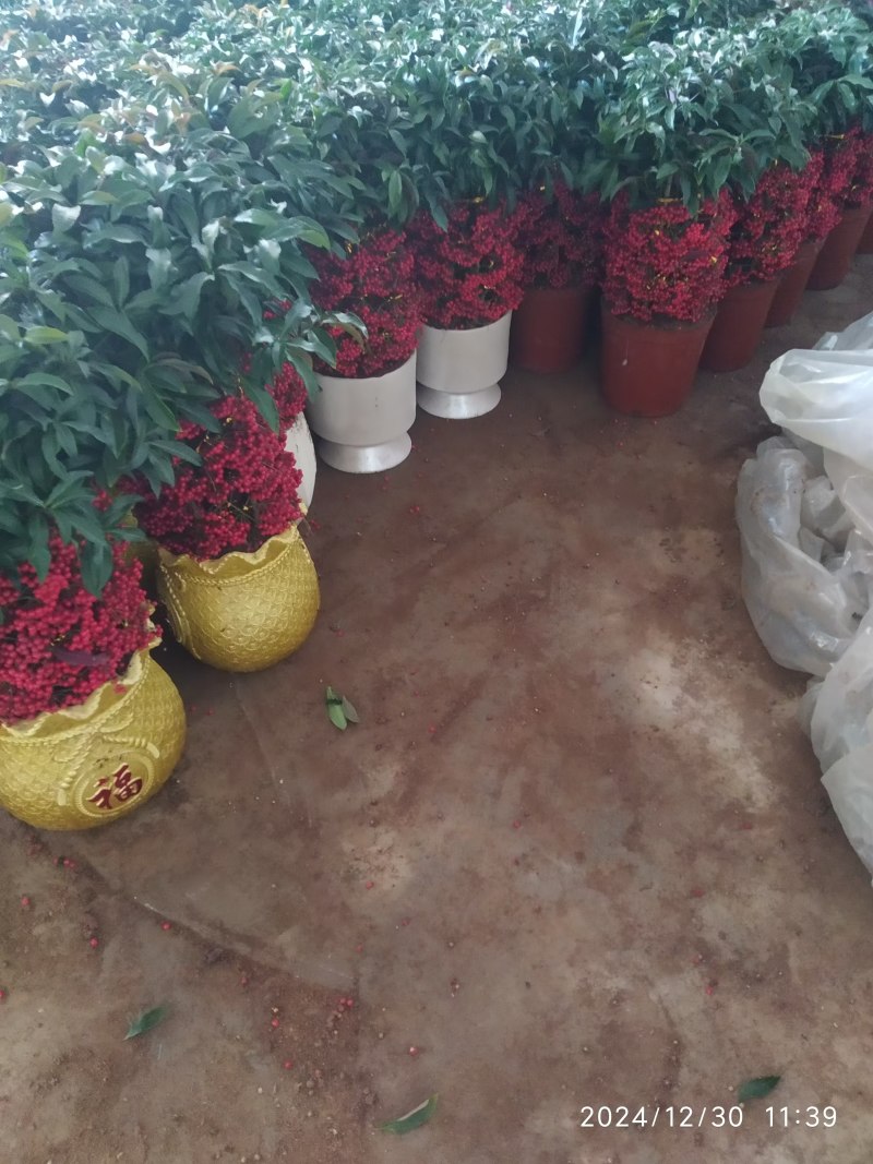 广东富贵籽基地直发常年供应可视频看货提供技术