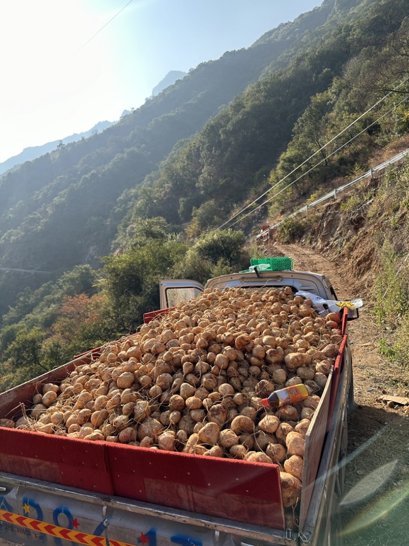 大凉山冕宁县里庄土瓜1.1一斤啦需要的老板快来联系我吧