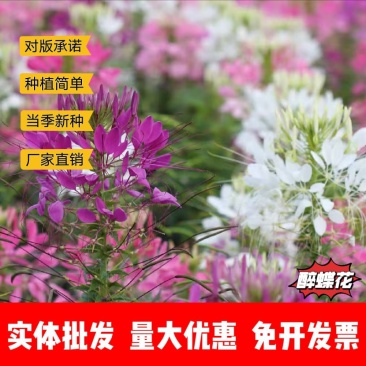 醉蝶花