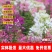 醉蝶花