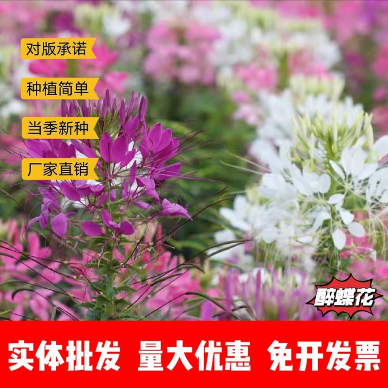 醉蝶花