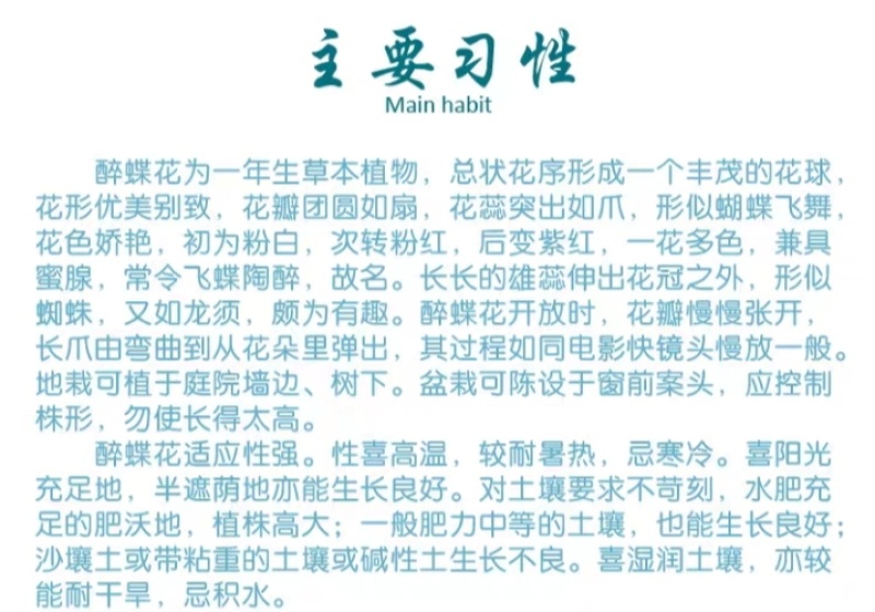 醉蝶花