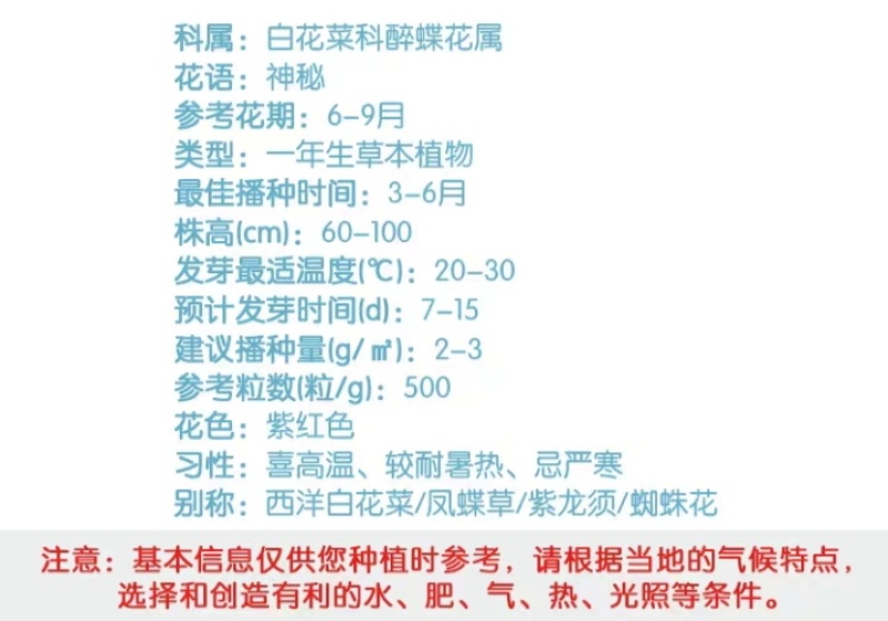 醉蝶花