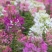 醉蝶花