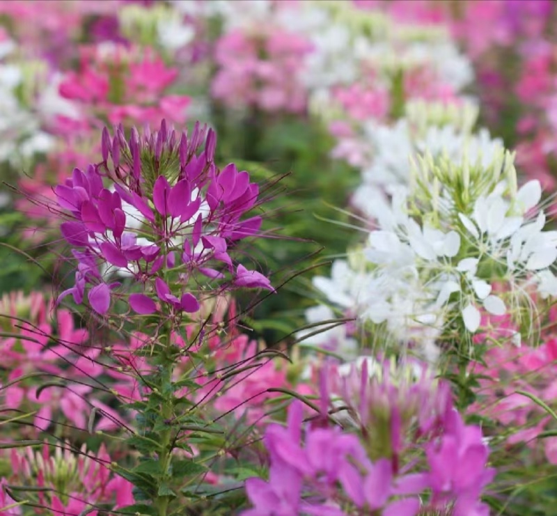醉蝶花