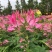 醉蝶花