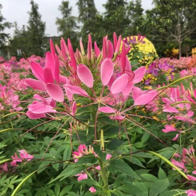 醉蝶花