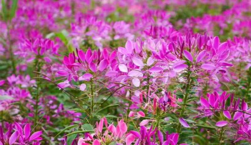 醉蝶花