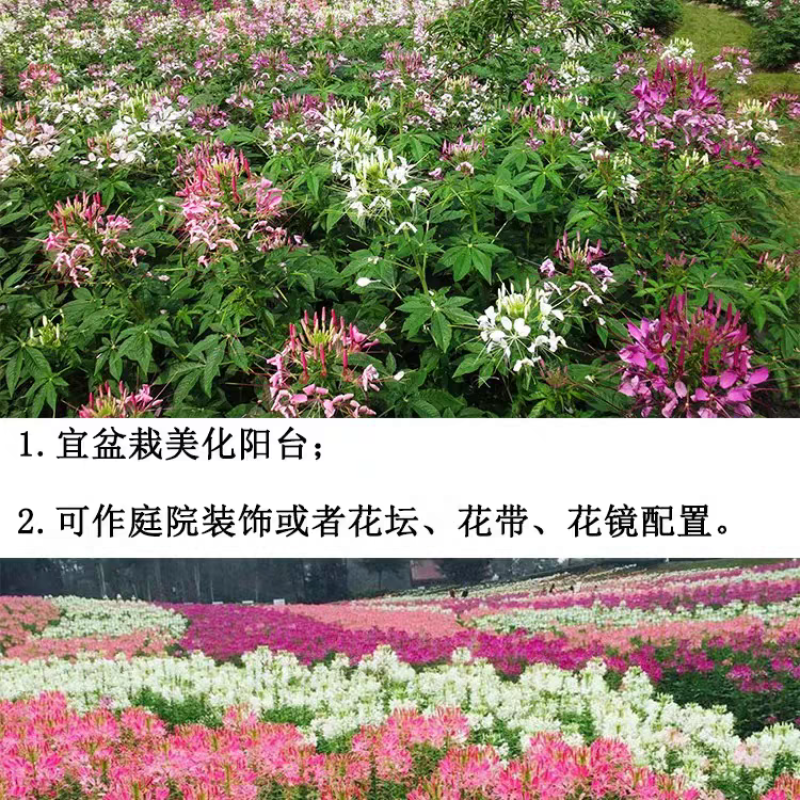 醉蝶花
