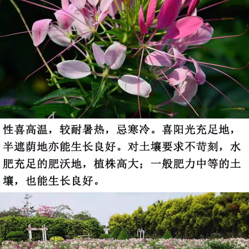 醉蝶花
