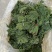 优质香椿芽大批量供应，色绿味鲜欢迎新老客户联系。质优价廉。
