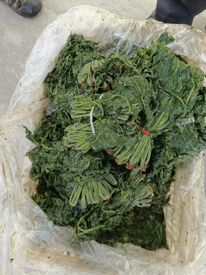 优质香椿芽大批量供应，色绿味鲜欢迎新老客户联系。质优价廉。